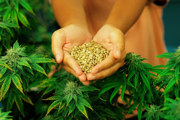 Closeup top view hands holding a gratifying heap of cannabis hemp seeds