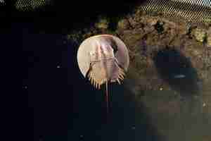 Photo closeup top view of a horseshoe crab marine arthropod in a water