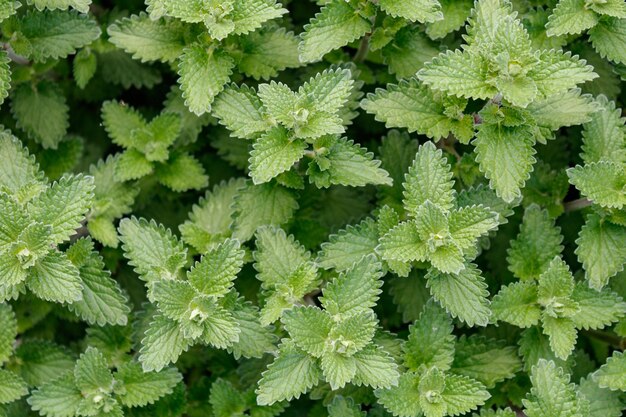 Photo closeup top view shot of catnip plant leaves