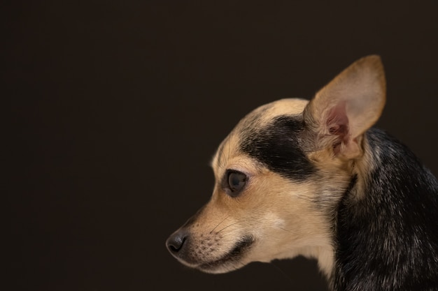 Foto cane del terrier di giocattolo del primo piano con le grandi orecchie
