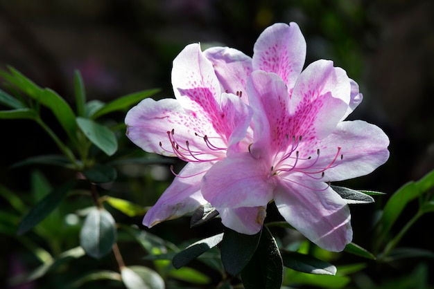 Closeup of translucent rhododendron in backlight