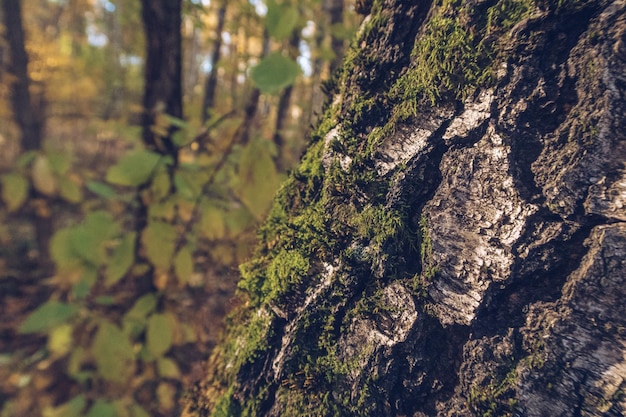 Foto primo piano di una corteccia di albero tra muschi e licheni nella foresta all'aperto fauna selvatica messa a fuoco selettiva sfondo sfocato stock photography