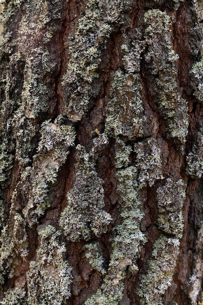 Closeup of tree bark an old tree many years ago carbon sink\
closeupmacro photography multipurpose use the blog article\
background or backdrop