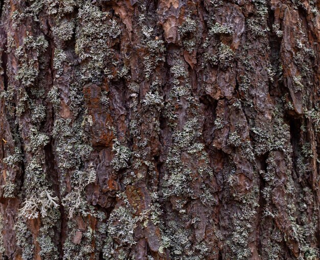 Closeup of tree bark an old tree many years ago carbon sink
closeupmacro photography multipurpose use the blog article
background or backdrop