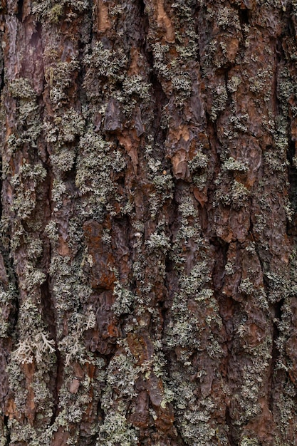 Closeup of tree bark an old tree many years ago carbon sink\
closeupmacro photography multipurpose use the blog article\
background or backdrop