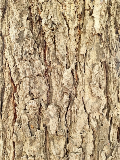 Closeup of tree bark texture