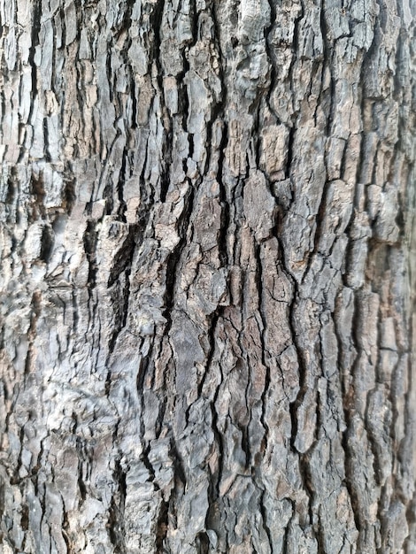 Closeup of tree bark texture