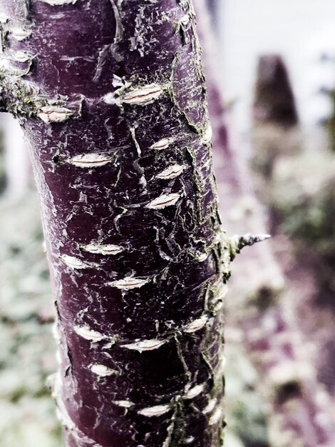 Photo a closeup of tree bark