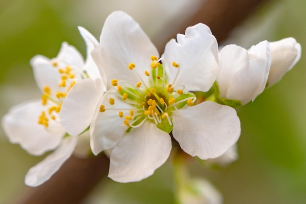 Closeup of tree blooming in spring