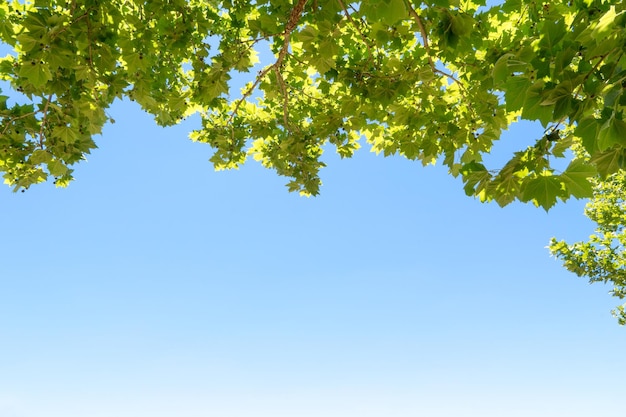 Крупный план листьев деревьев с подсветкой на фоне голубого неба