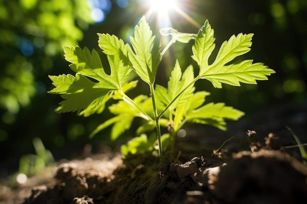 Closeup of a tree seedling with sun shining through the leaves created with generative ai