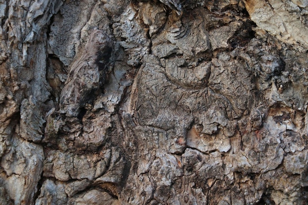 Closeup of the tree trunk background wood texture