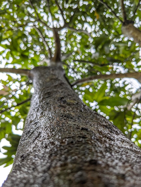 Closeup of tree trunk texture