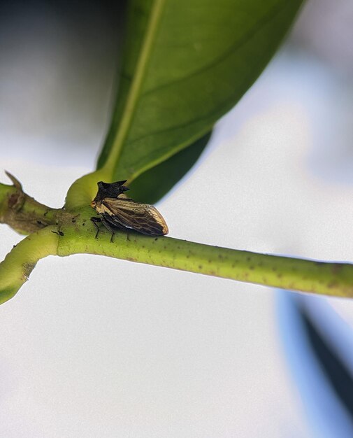 Closeup Treehopper on a green branch on a nature background