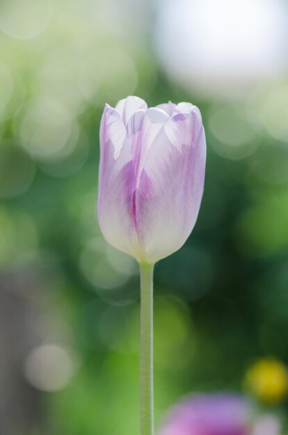 Closeup Triumph tulip Shirley in flowerbed Variety of tulips in white purple and lilac stripes