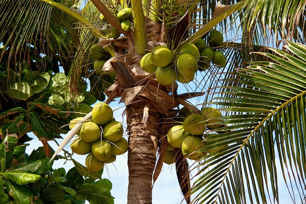 Closeup of tropical coconut