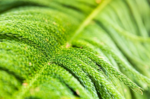 Primo piano della pianta tropicale come sfondo