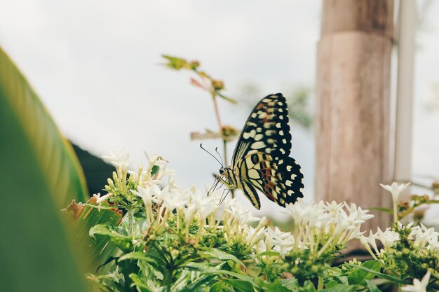 Closeup of a tropical white butterfly on a blossom in white flower