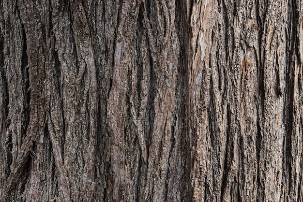 Closeup of the trunk of an adult tree