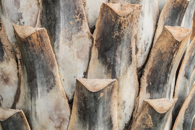 Closeup trunk of palm tree background