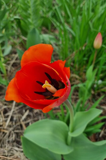 Closeup of a tulip blossoming in a garden or park