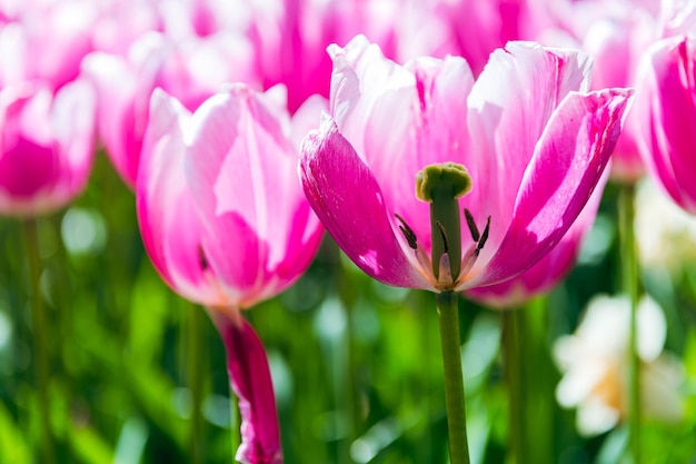 Photo closeup of a tulip flower in spring tulip banner or header spring flowers blooming in sunshine outside