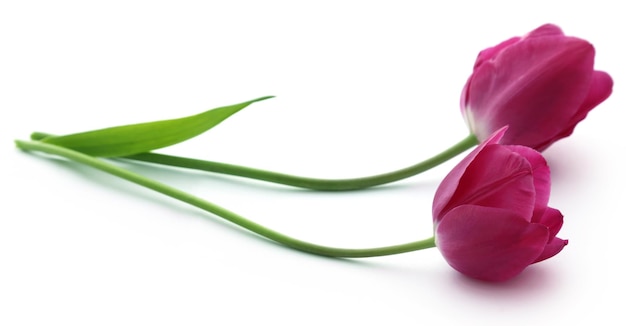 Closeup of Tulip flower over white background