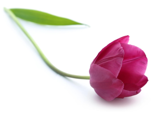 Closeup of Tulip flower over white background