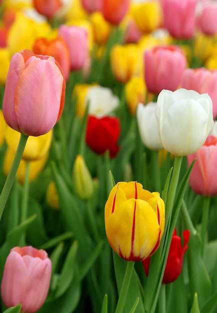 Closeup of Tulip flowers bloomed outdoor