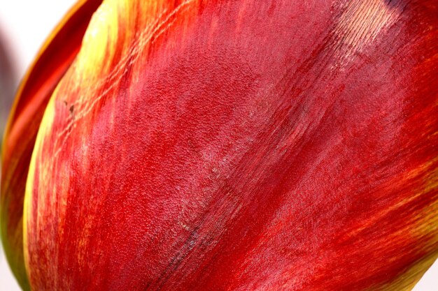 Photo closeup of tulip petals for background