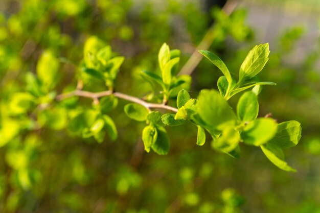 Closeup of a twig with green leaves on a woody plant