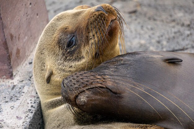 Closeup of two cute hugging fur seals the concept of romance and love