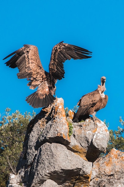 Closeup of two Griffon Vultures