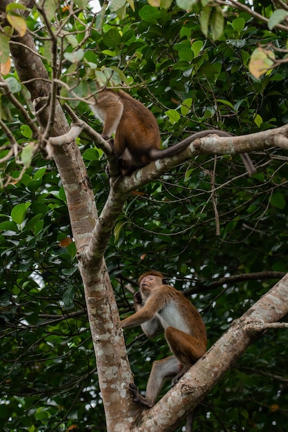 A closeup of two Macaques climbing on a tree one by one on a green nature background