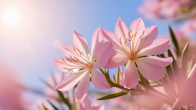 Closeup of two pink oleander flowers under the sunlight with a blurry background
