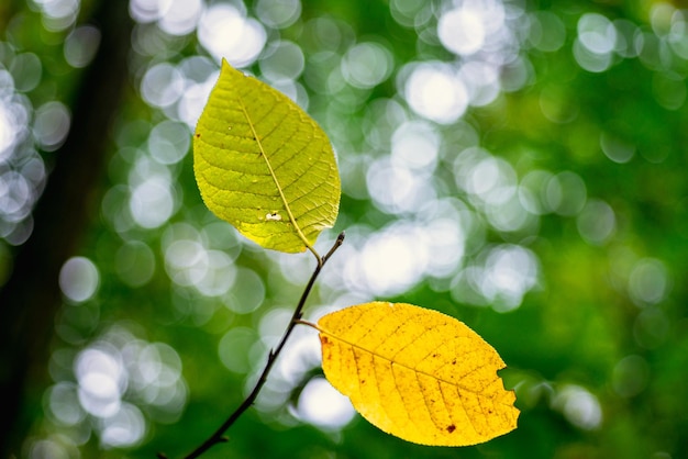 Closeup of two yellow leaves against a green foliage background