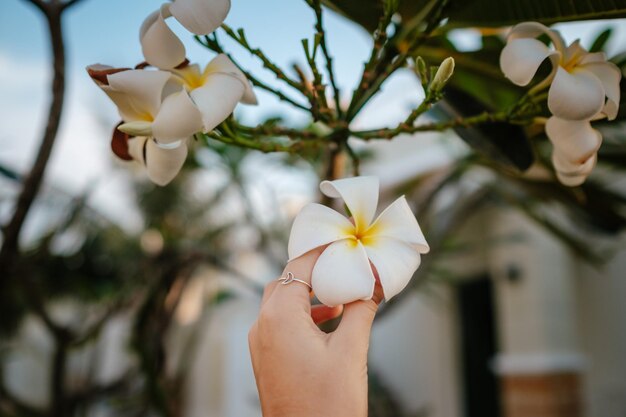 수영장 아이디어와 휴가와 여름의 개념에서 향기로운 프랜지파니 꽃을 들고 있는 알 수 없는 여성의 클로즈업