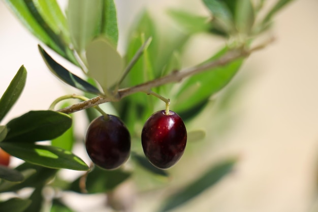 Closeup of unripe black olives on branch