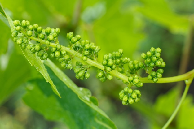 Closeup unripe green bunch of grapes in vineyard in early summer Shallow depth of field