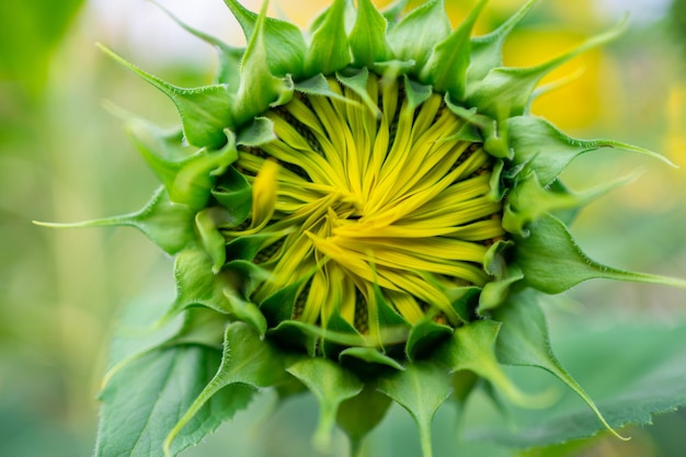 Closeup of unripe sunflower head not opened sunflower selective focus