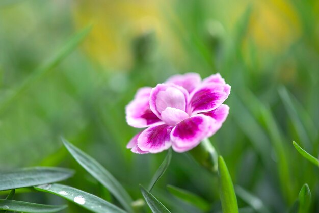 사진 정원에서 꽃을 피우고 있는 아름다운 분홍색 카네이션 디엔투스 차이네시스 꽃의 클로즈업