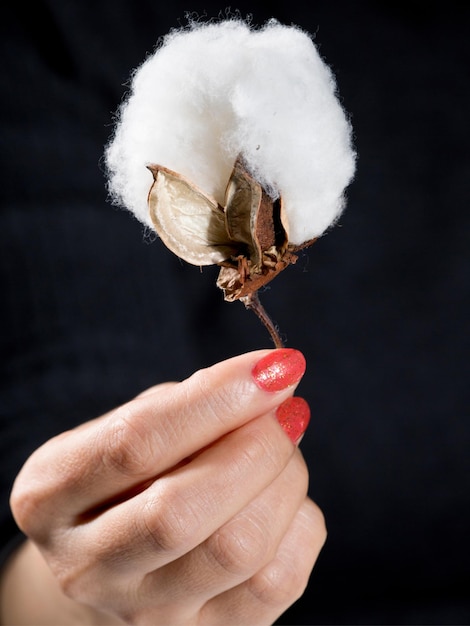 CloseUp van Cotton Boll in Leady Hands 4K Ultra HD afbeelding van de oogsttijd