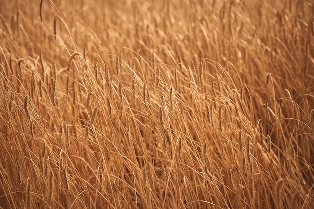 CloseUp van Rogge of Tarwe Oren in een Veld Landbouw Concept Zonsopgang of zonsondergang tijd Landbouw achtergrond