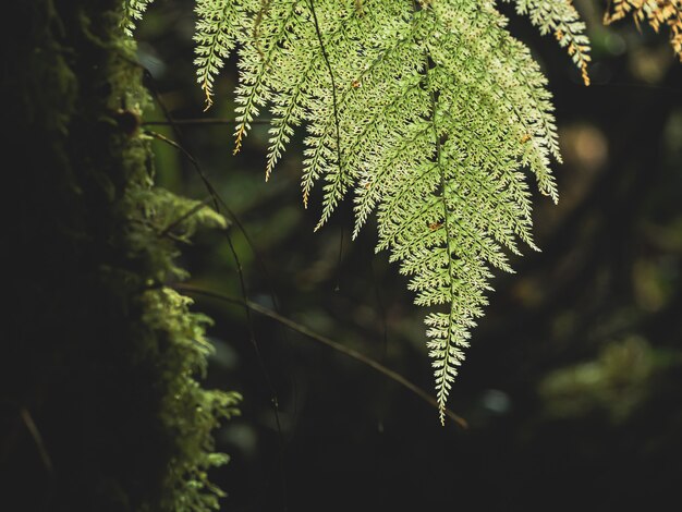 熱帯雨林のさまざまな植物のクローズアップ