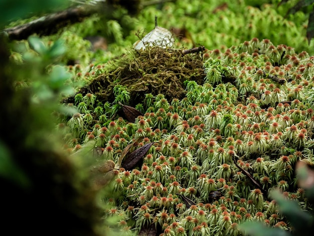 クローズアップ熱帯雨林のさまざまな植物