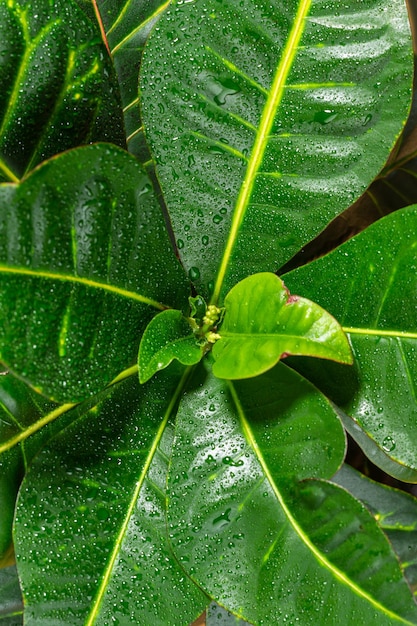 사진 수직으로 근접 촬영 croton 다채로운 잎 배경 아름 다운 자연 배경 질감 화창한 날에 codiaeum 잎 생태 건강의 개념 밝은 녹색