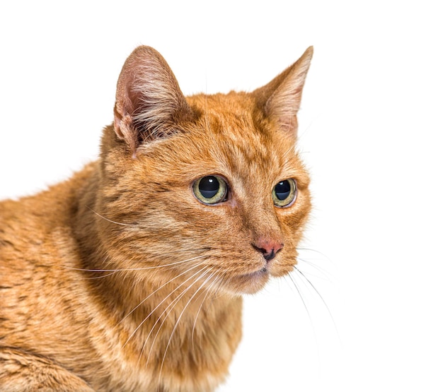 Closeup on a very old ginger cat with lentigo on noise and lips