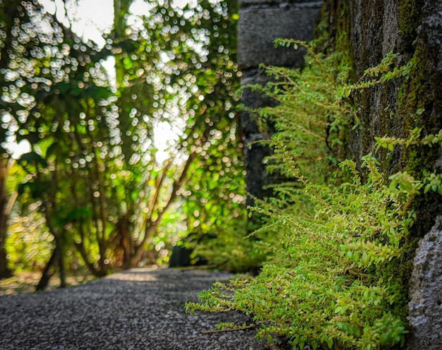 屋外の自然の中で小さな熱帯の自然生育植物の非常に小さな緑の葉をクローズ アップ