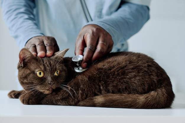 Primo piano del veterinario che esamina il gatto domestico con lo stetoscopio sul tavolo