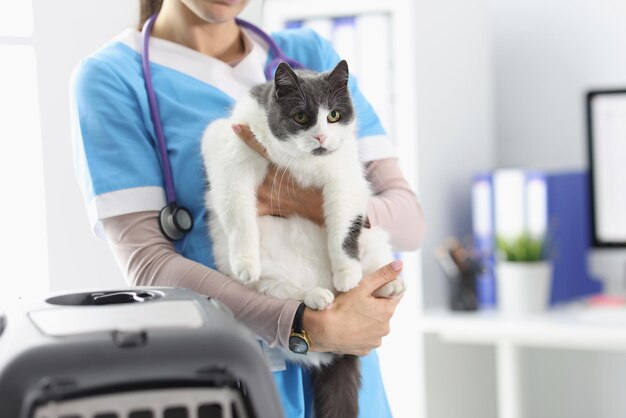 Primo piano delle mani del veterinario che tengono bellissimo gatto